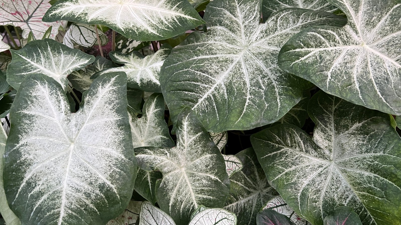 A unique bicolored leaf with green and white shades, surrounded by other tropical plants in varying green tones, creating a lush, layered garden display.