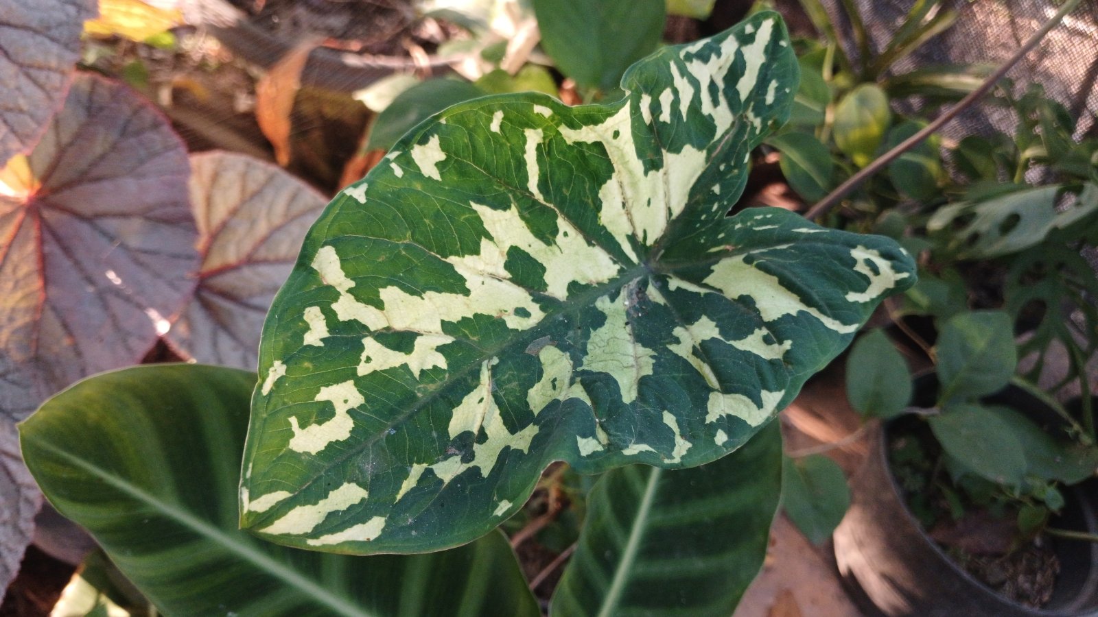 A striking arrangement of green leaves with camouflage-like patterns, intertwined with similar foliage, blending into the surrounding natural environment.