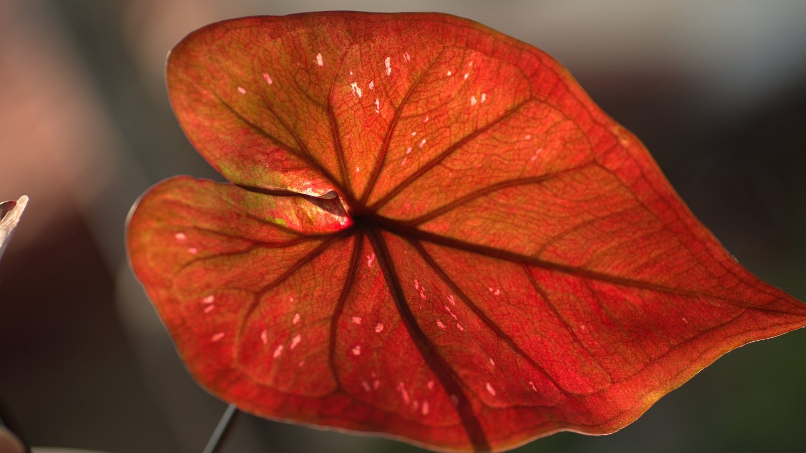 A bright red leaf with deep green edges, surrounded by other tropical plants in rich green and red tones, highlighting the intensity of its color.