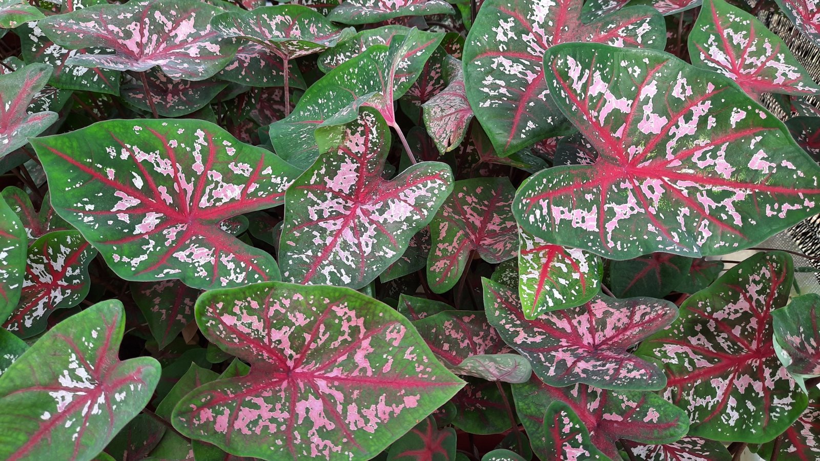 A colorful leaf with bright pink, red, and green hues, surrounded by a rich array of tropical foliage.