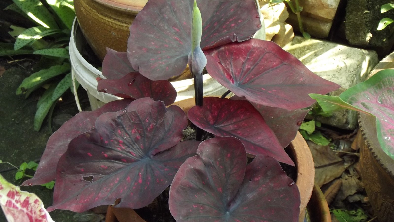 A close-up of tropical leaves in a dark brown shade with green veins, nestled among other leaves in varying shades of green and red, creating a vivid, layered composition.