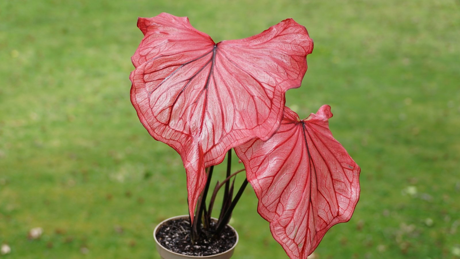 A close-up of bright pink leaves with dark veins, planted in a pot in a garden.