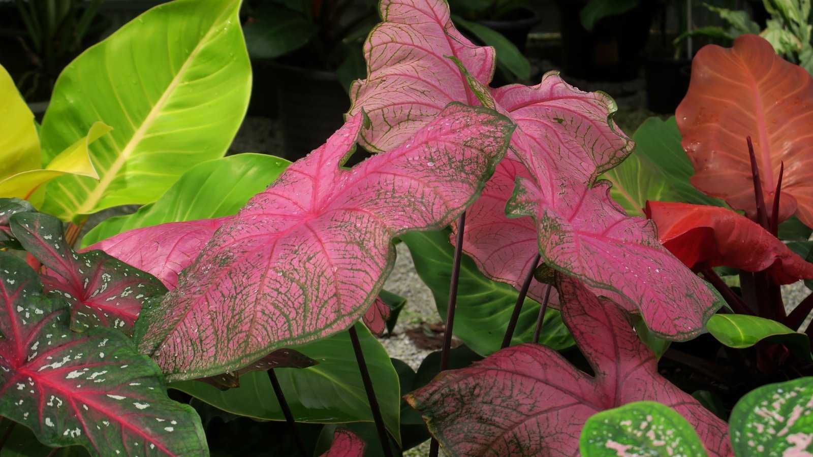 A colorful tropical plant with pink leaves and dark green outer veining, creating a vibrant, textured arrangement.