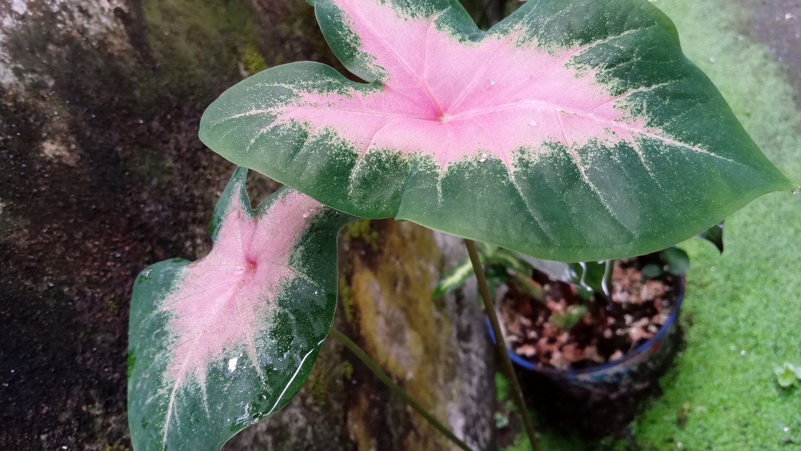 A vibrant red and green leaf with intricate patterns, sitting prominently among other tropical plant, all bathed in soft sunlight.