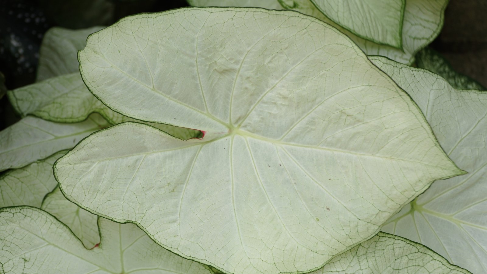 Beautiful white leaves with green borders, having delicate white veins.