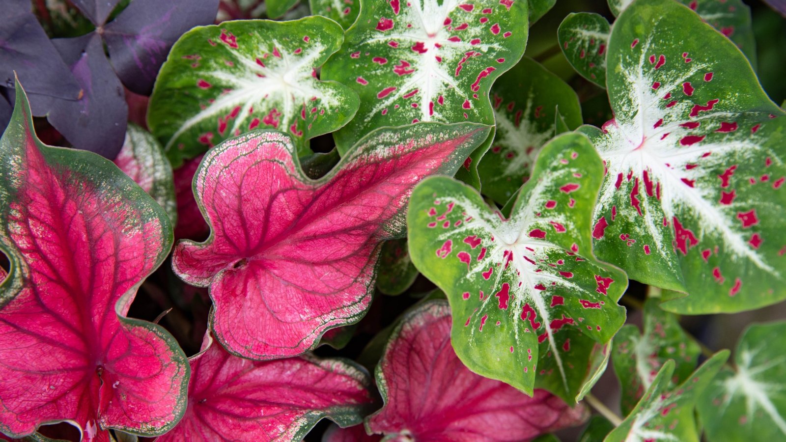 A focal point of a summer garden featuring bold leaves with striking colors, surrounded by various flowering plants in shades of green, pink, and red.