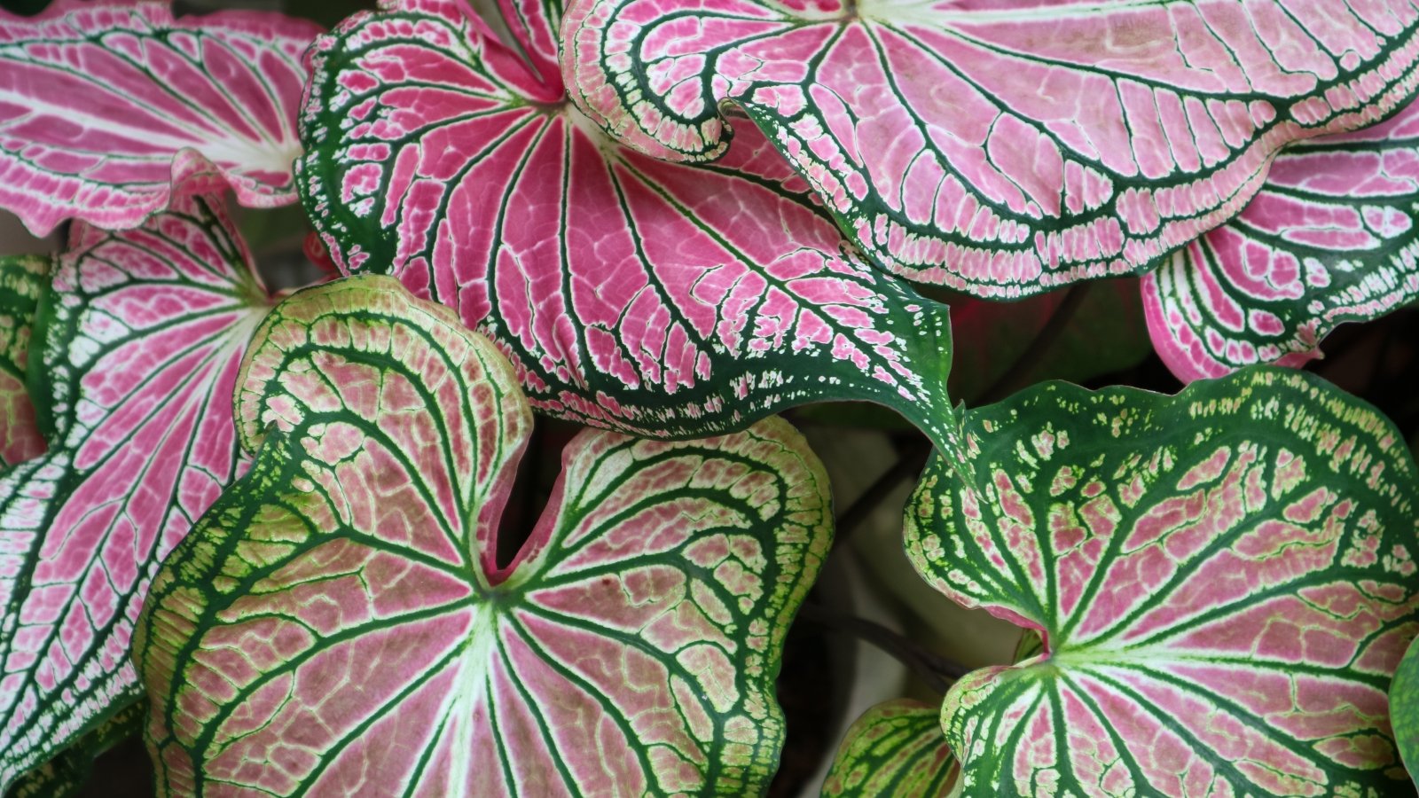 A close-up of pink and green leaves with delicate ruffled edges, , creating a textured botanical scene.