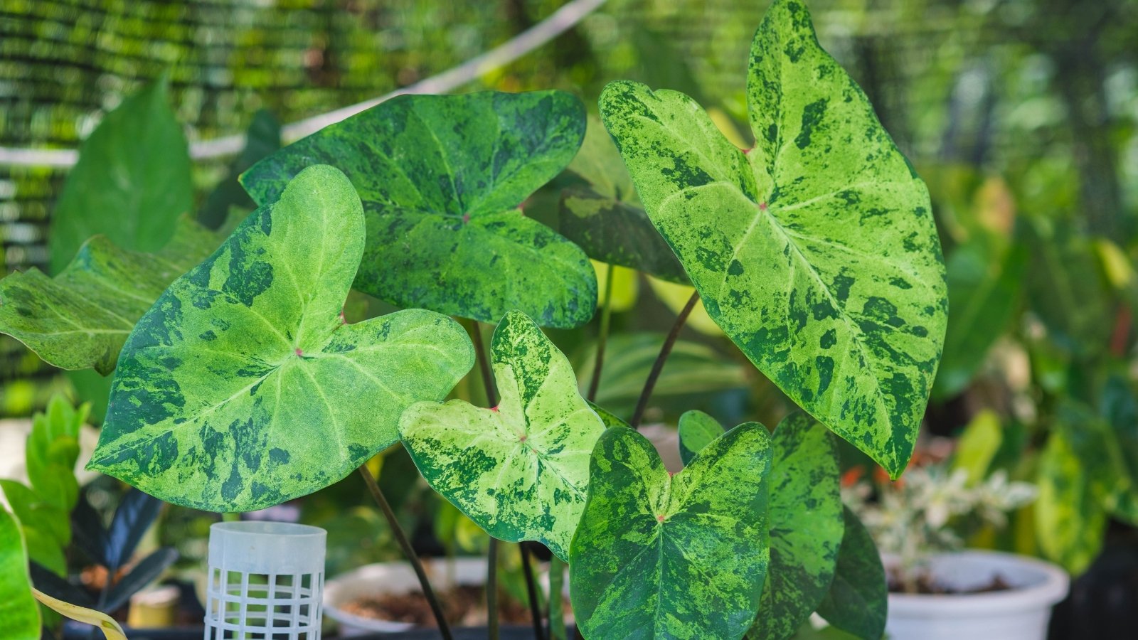 A potted plant with pretty bright green leaves and dark green spots, growing in a garden near a pond.