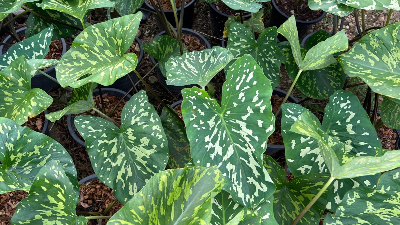 An exotic with intricate patterns which contain white patches, contrasting against the bright green color of the leaves.