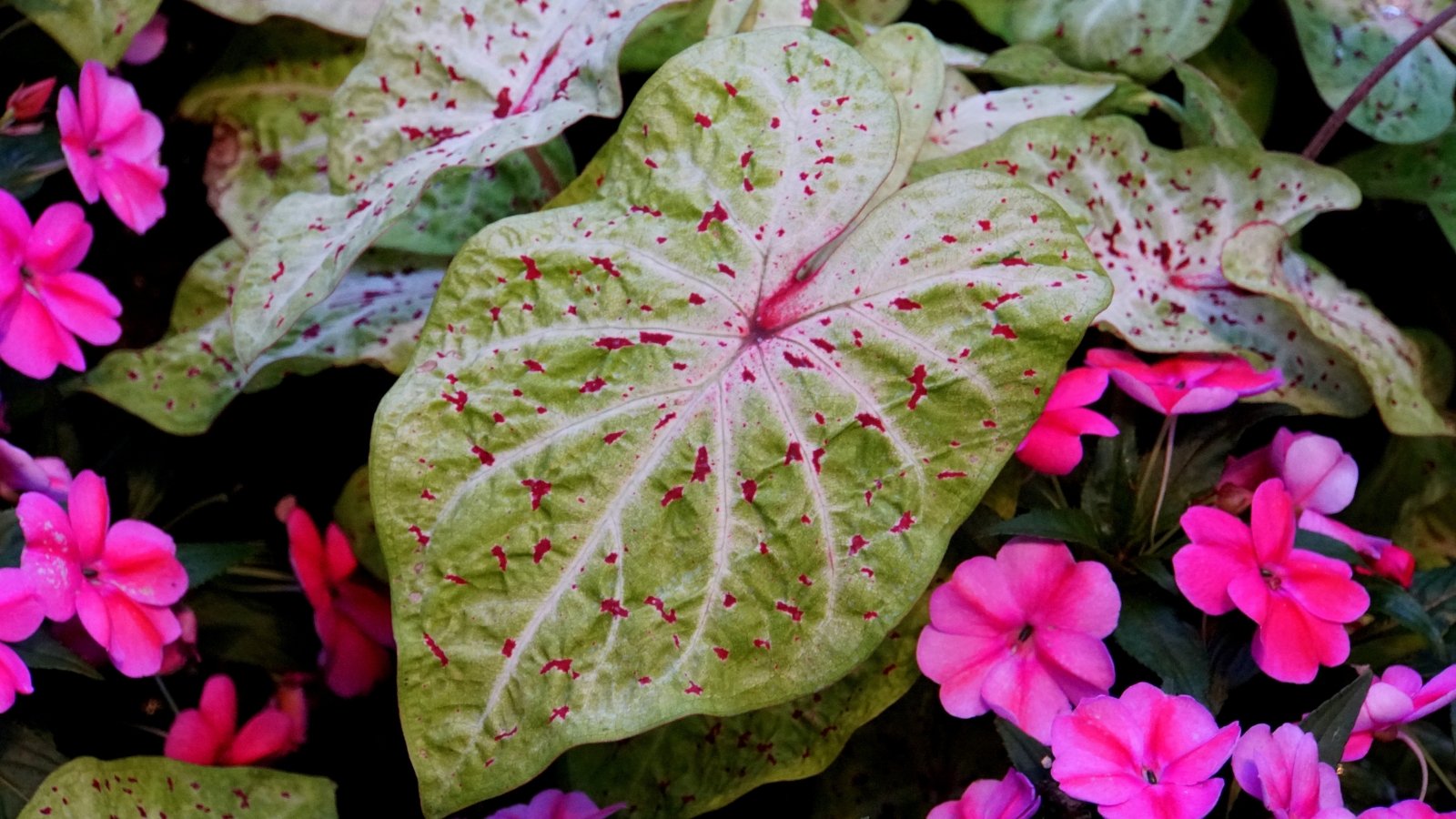 A delicate leaf in lime green tones, its vibrant veins encased by the lush spread of surrounding impatiens flowers in shades of pink.