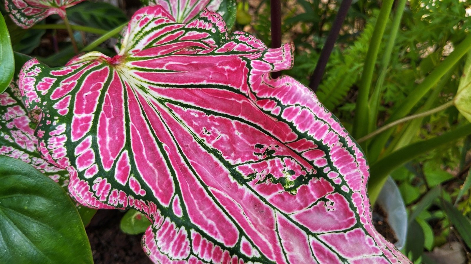 A close-up shot of a soft pink leaf with green veins, surrounded by a mix of other leaves in muted greens and browns.