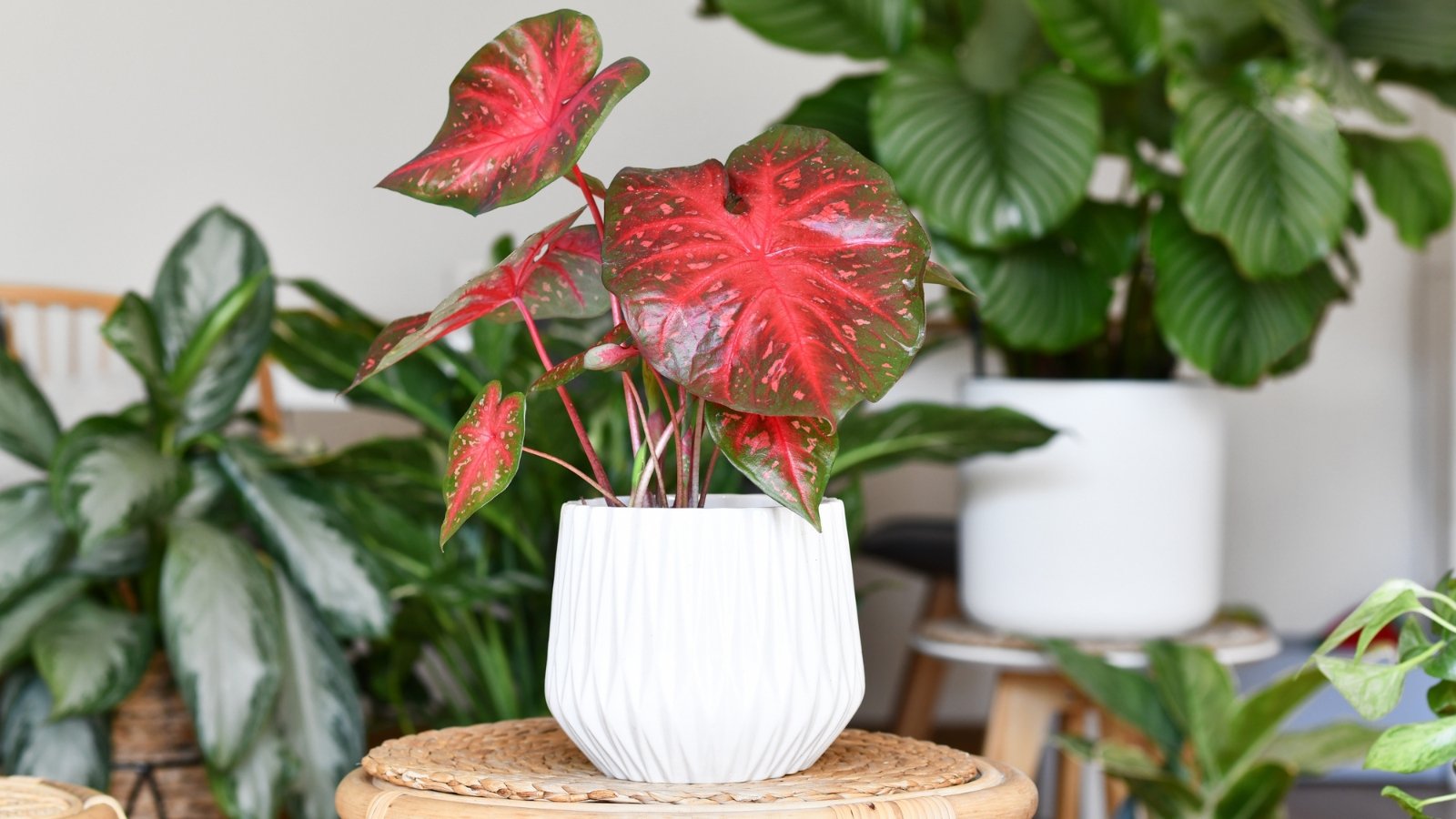 A potted plant with vibrant red leaves with deep green edges, standing out among surrounding dark green foliage.