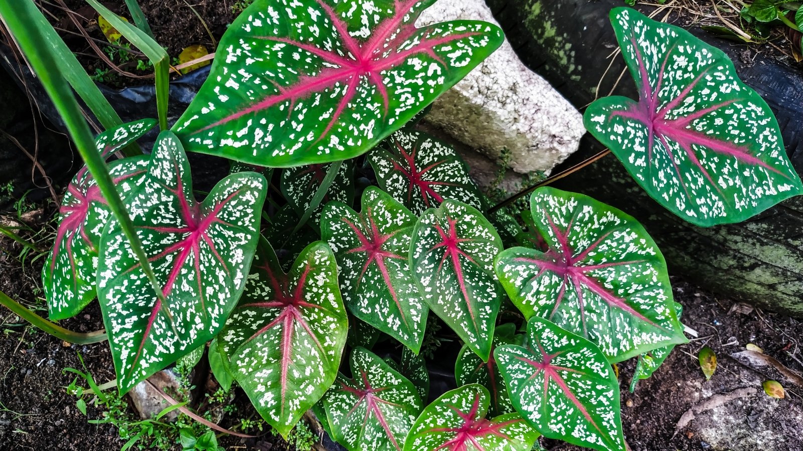 A vibrant red leaf with deep green edges, white spots and intricate veining, surrounded by other richly colored foliage in various shades of red, green, and brown.