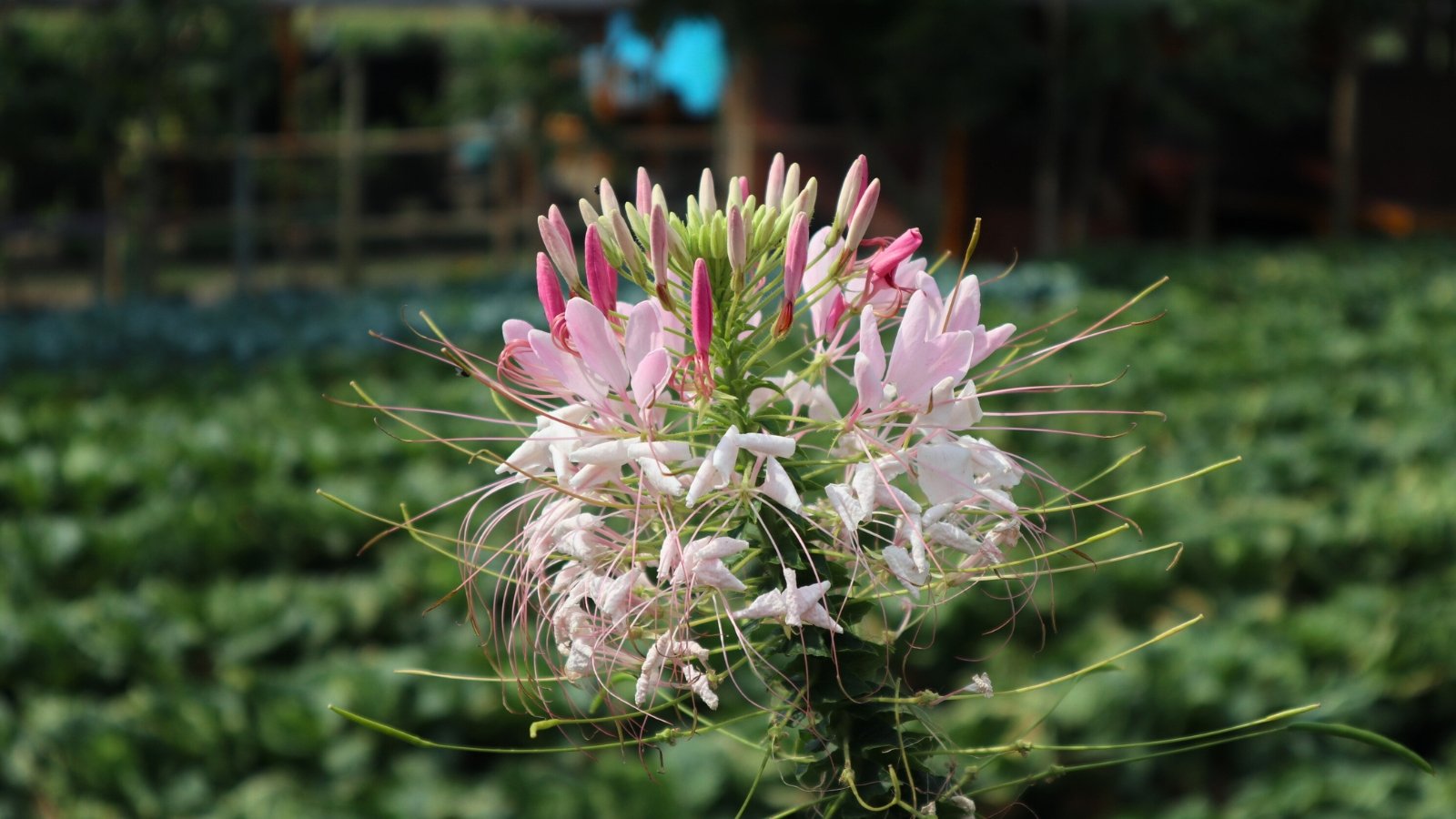 This plant is characterized by its thornless stem, medium height, and clusters of flowers in a range of colors including white, pink, and purple, set against dark green, finely divided leaves.