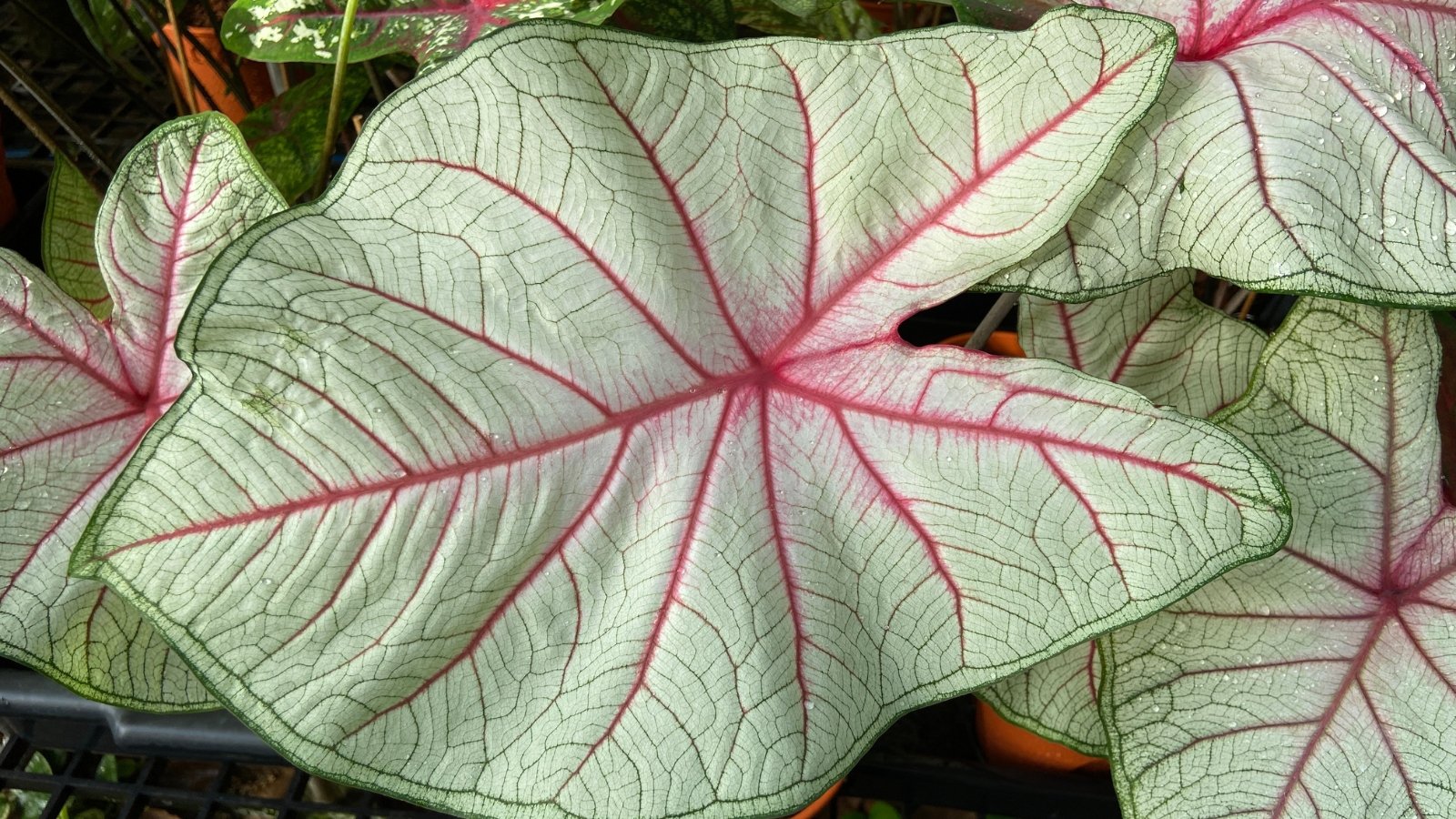 A close-up of lush green leaves with deep red veins, nestled among other green leaves, creating a dense, layered effect of overlapping foliage.