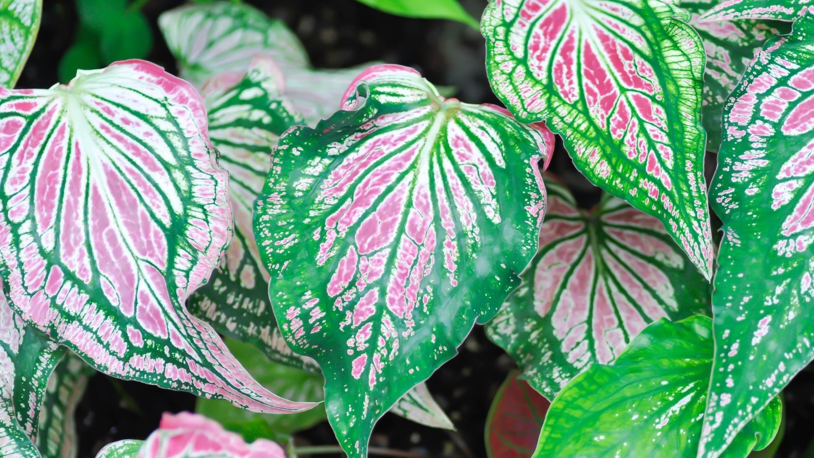 A close-up of a luminescent white leaf with green edges, glowing under bright light, surrounded by other smaller leaves in muted greens and browns.