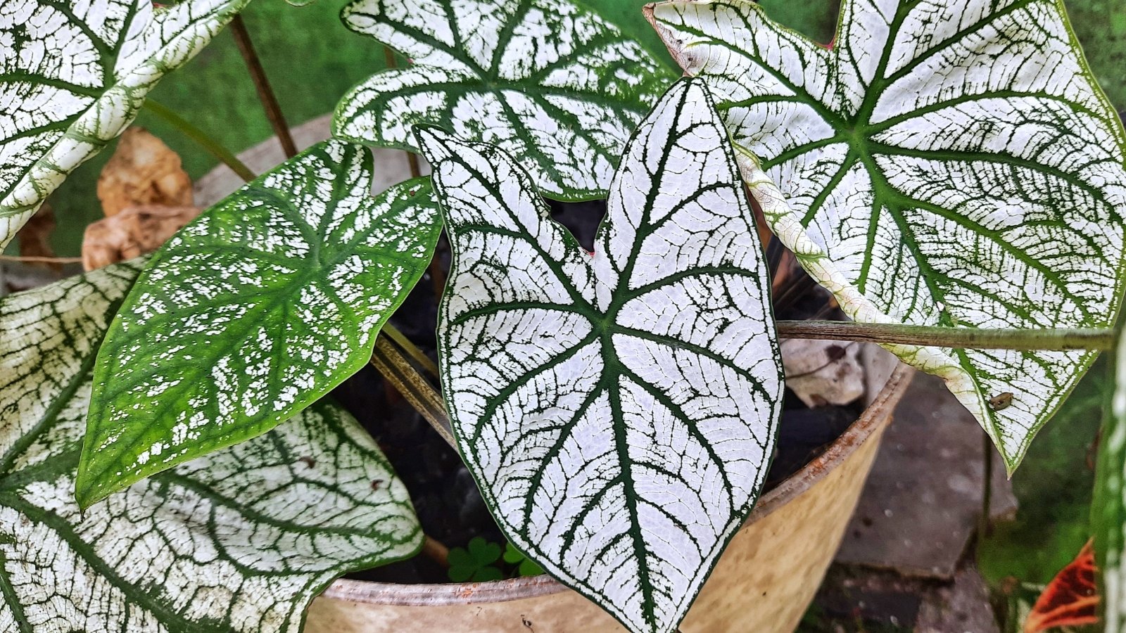 An overhead view of a uniquely patterned leaf in pale green with white veins, set against a dark, fertile soil background and accompanied by smaller leaves peeking through.