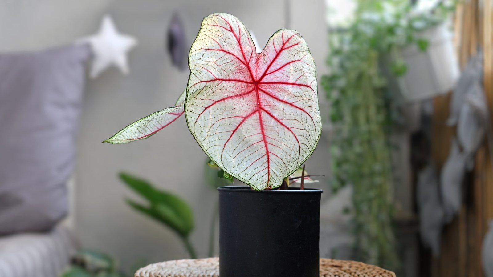 A striking very light green leaf with green edges and red veining, growing in a black pot indoors.