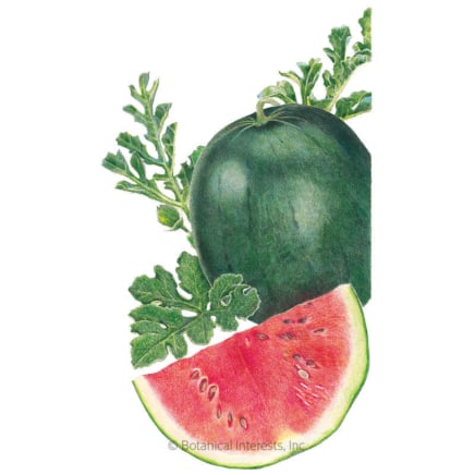 Illustration of Sugar Baby Watermelon