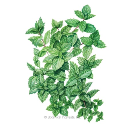 Common mint seed packet