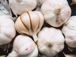 This image features several clusters of white bulbs with papery skins and smooth, rounded surfaces illuminated against a dark background, creating a striking contrast that highlights their texture and form.