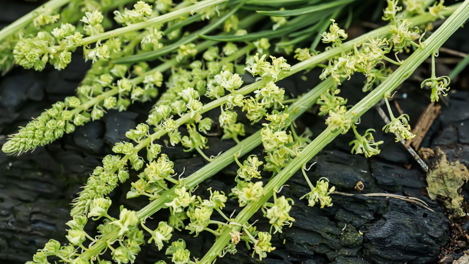 A bundle of light green stalks of Reseda luteola having bright yellow flowers, placed on a dark woody surface appearing black