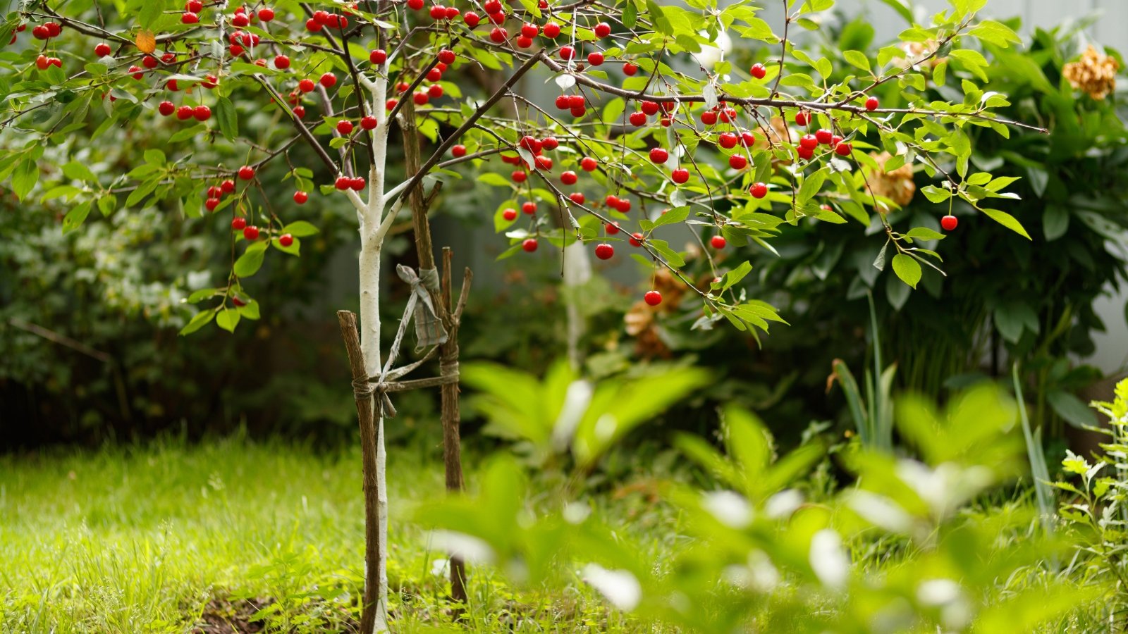 Sweet cherries hanging from branches, their deep red color contrasting with the green leaves, under the bright summer sun.