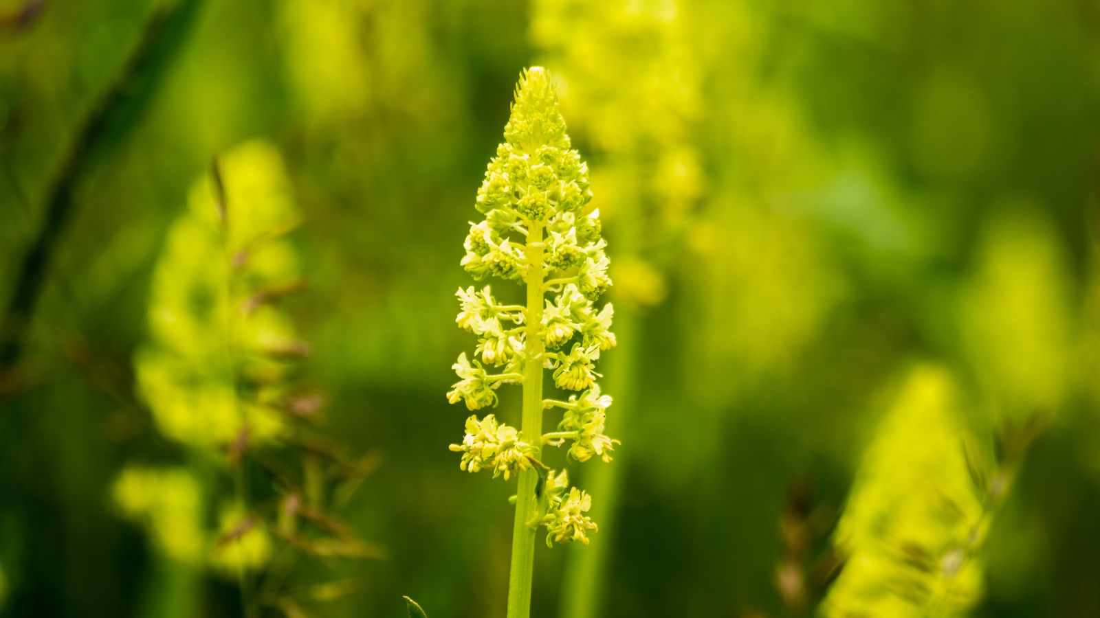 A close-up shot of a Reseda luteola stalk appearing light green with a bright yellow top, covered in dainty and tiny yellow flowers