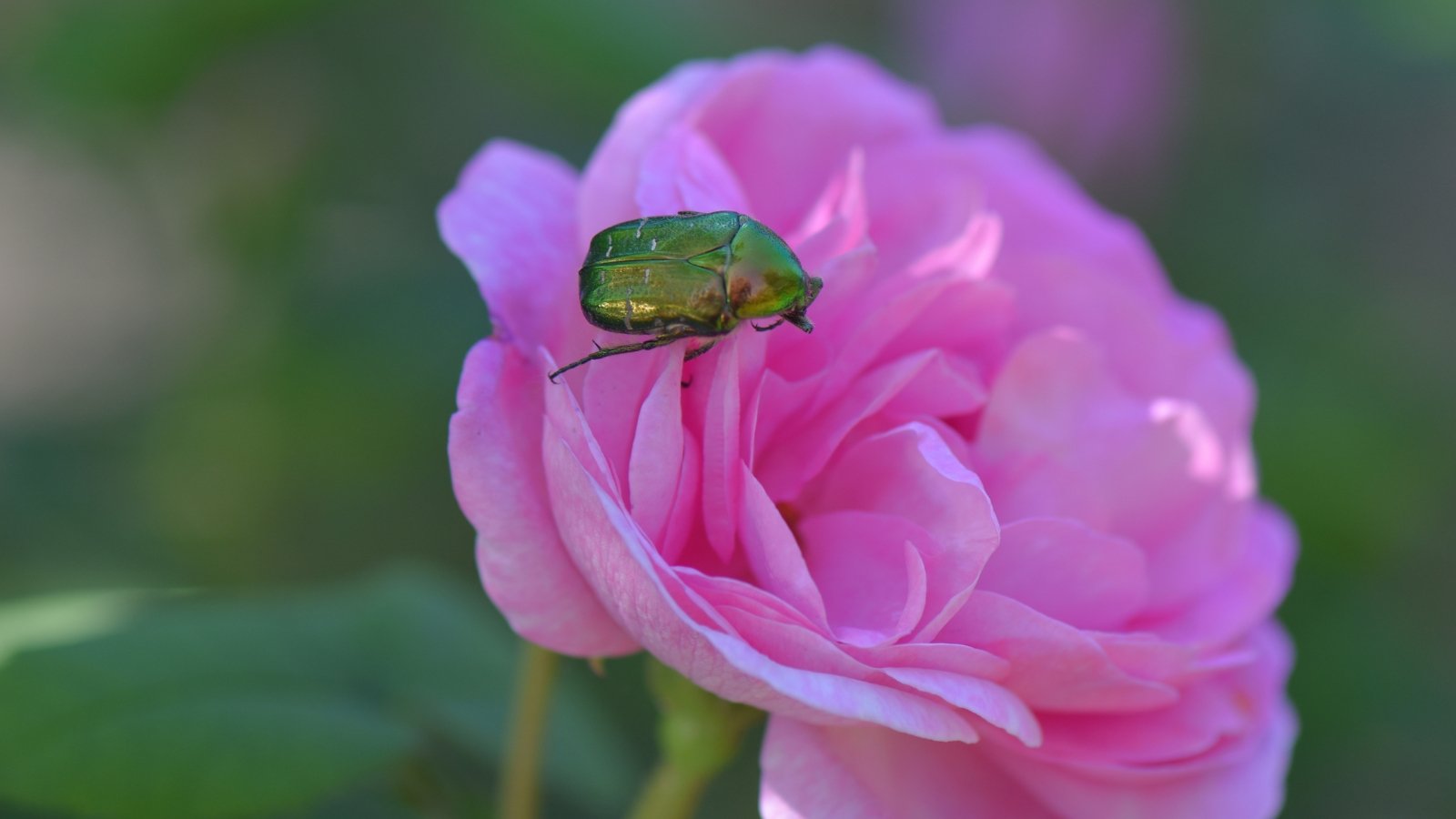 A vivid close-up captures the intricate beauty of a purple hybrid tea rose, its delicate petals unfurling in elegant layers. Amidst the floral splendor, a green flower chafer gracefully alights, adding a touch of natural wonder to the scene.