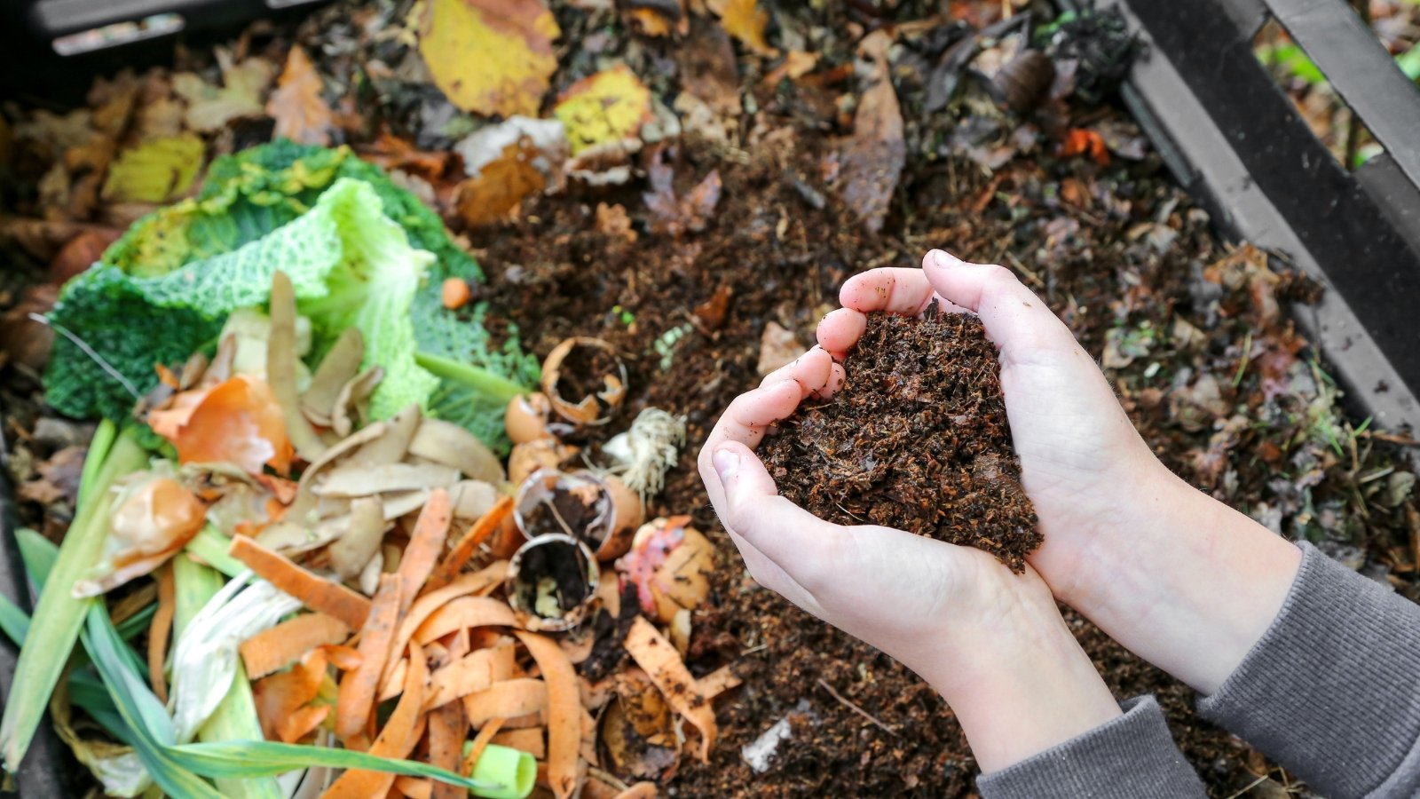 A close-up of hands lifting dark, crumbly organic material above a composter, with vibrant green grass and garden foliage blurred in the background.