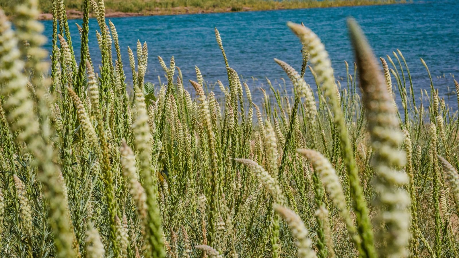 A field covered in Reseda luteola with various shades of green and yellow, looking lush and healthy, with a lake in the background