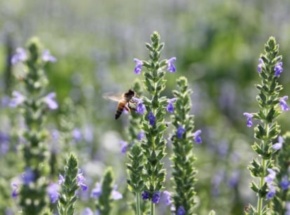 Many chia plant next to one another appearing healthy with a bee approaching one of the flowers