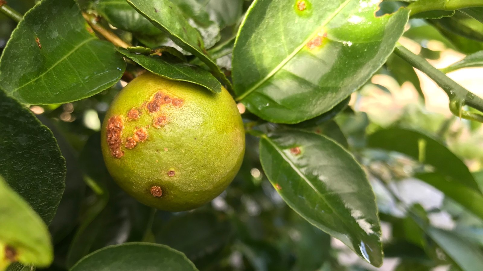 A close-up view of a diseased citrus and leaf showing raised, brown lesions surrounded by yellow halos.