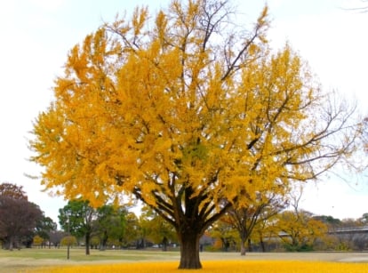 A towering ginkgo tree, adorned in autumn's golden hue, dominates the scene; its yellow leaves contrasting beautifully against the backdrop of a lush forest canopy.