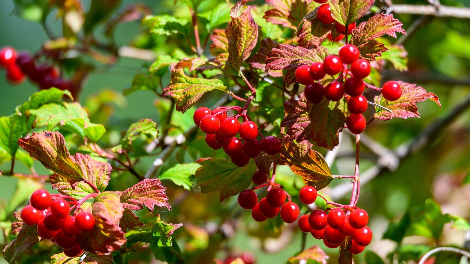 Clusters of red winterberries pop against lush green and crimson leaves, basking in the warm embrace of sunlight, a picturesque fusion of nature's vivid palette.