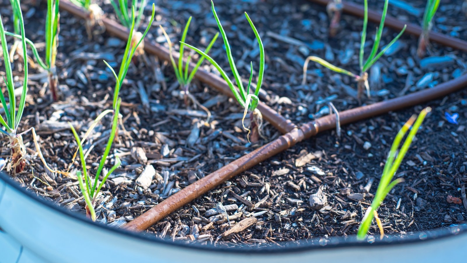 A round metal container hosting tender green shoots emerging from fertile soil, set against a background of wood chips.