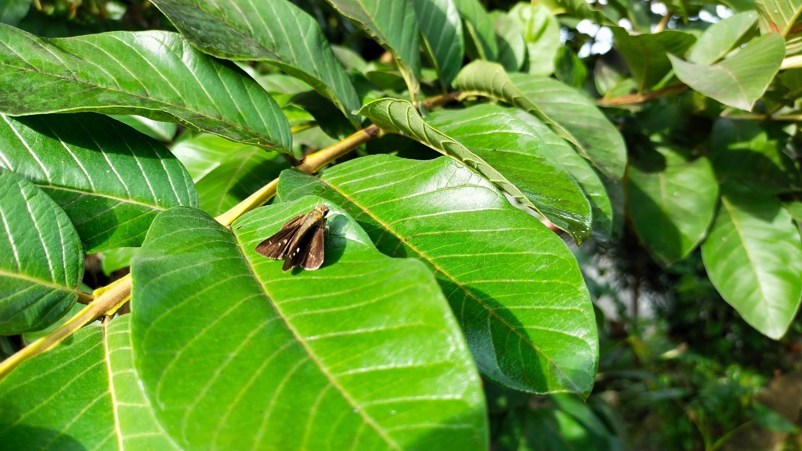 The guava moth is a small, pale brown moth with distinctive dark brown and black markings on its wings.