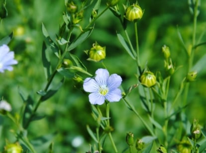 A patch of flax blooming dainty blue flowers surrounded by closed buds and countless vibrant green leaves