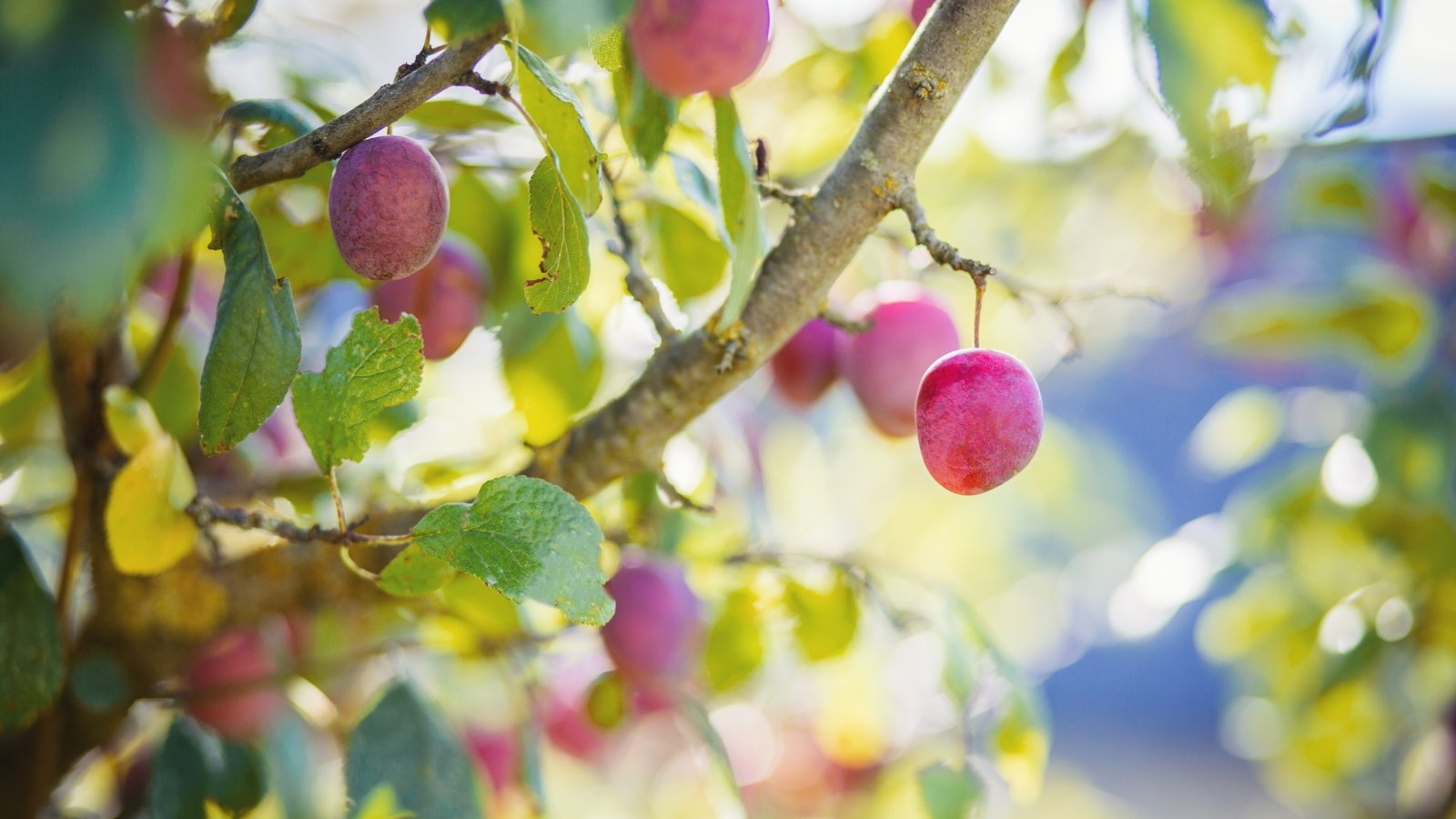 A close-up of purple plums clustered on a branch, their rich color contrasted by green leaves and bathed in natural sunlight.