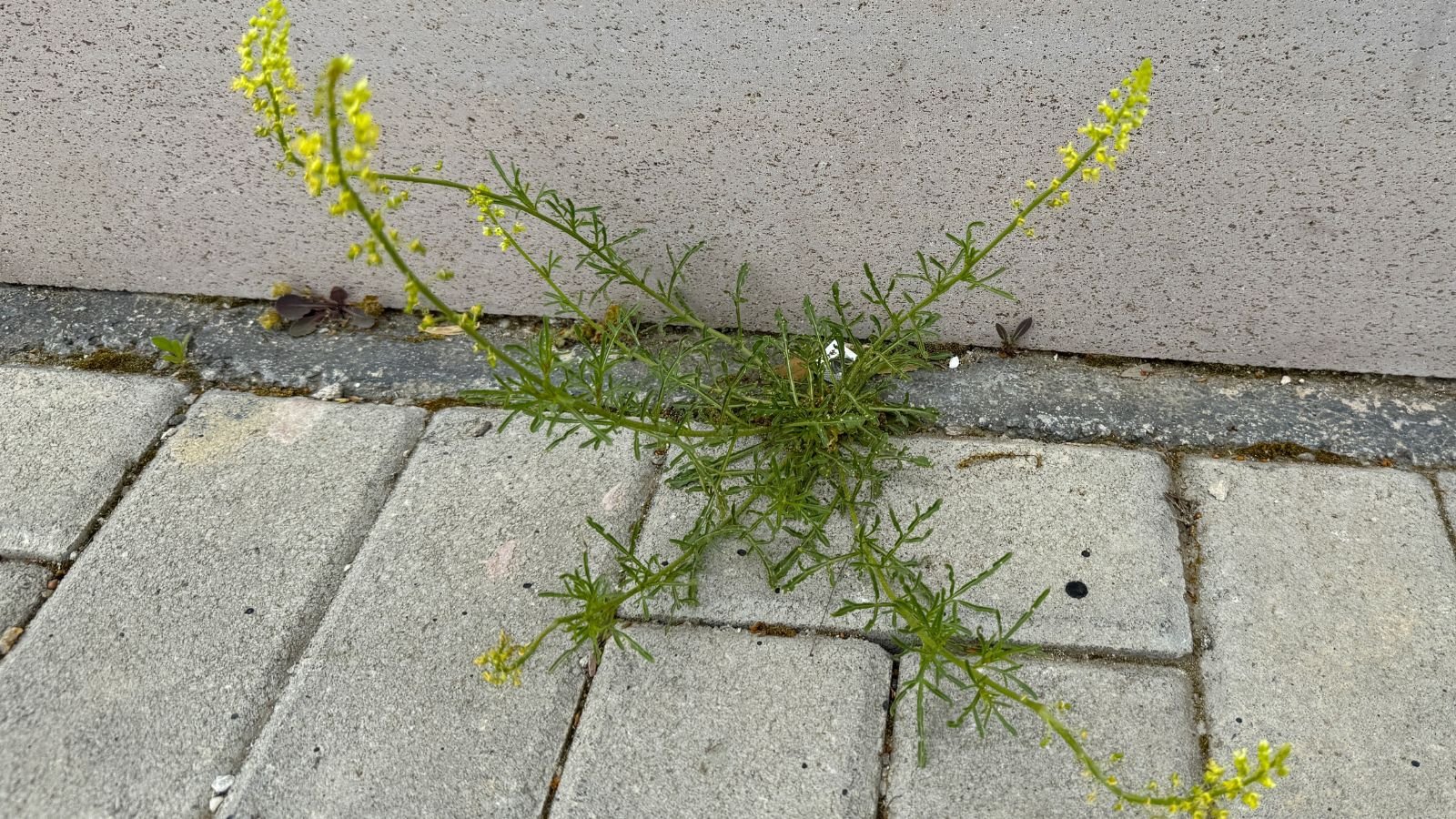 A growing Reseda luteola emerging from a crack on the corner of a concrete pathway made of stone with various shades of gray