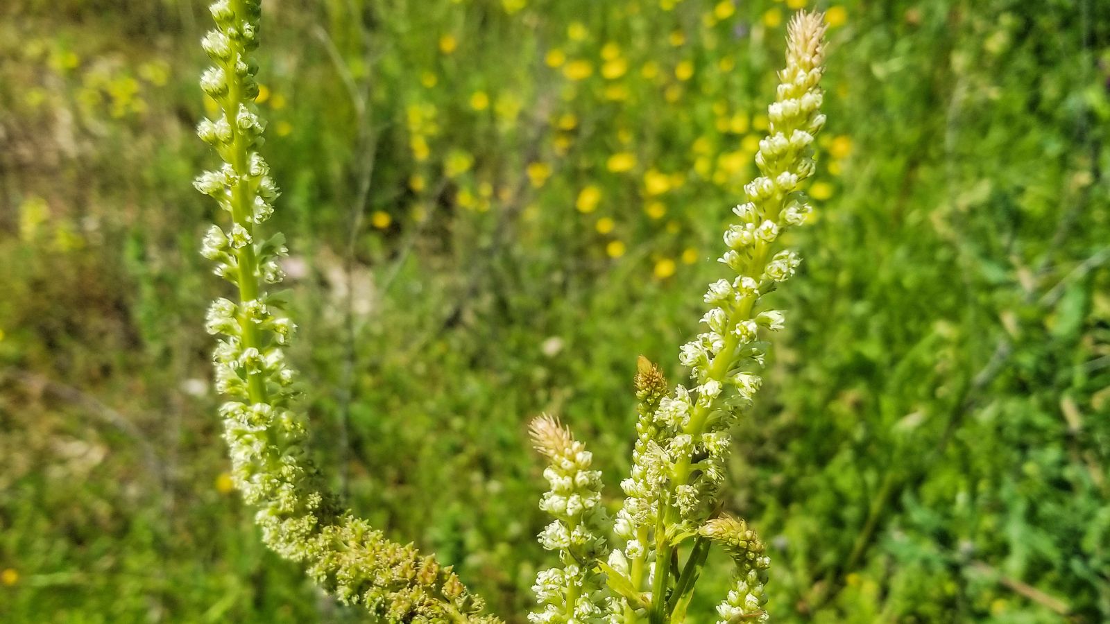 A Reseda luteola with young flowers still appearing white on light green stalks, with other greens visible in the background