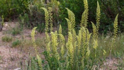 A shady are with healthy-looking Resada luteola with bright yellow flowers forming a rocket shape on top, attached to vivid green stalks