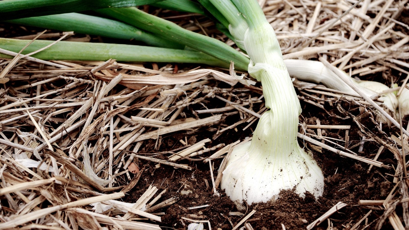 An overhead view of bulbs covered with a layer of straw mulch, their green tops peeking through the protective covering.