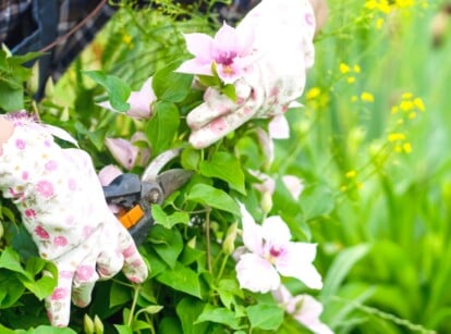 A pair of gloved hands carefully trim a vibrant clematis plant with a sharp pruning shear, ensuring its healthy growth and shape. The foreground showcases stunning clematis flowers in full bloom. In the blurred background, tall grasses sway gracefully.