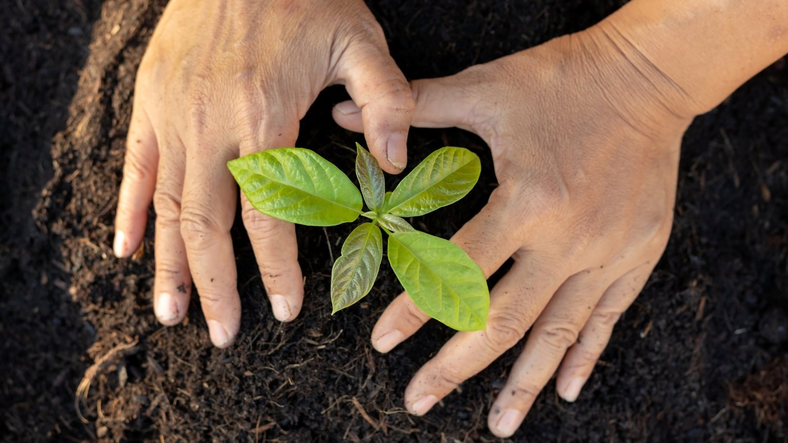 Hands gently plant a young avocado seedling in nutrient-rich, dark soil, fostering growth.