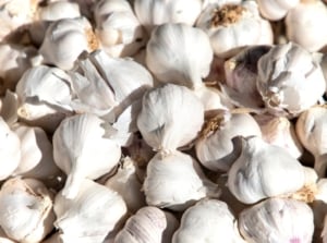 An arrangement of bulbs with papery white skin and individual segments or cloves visible, placed on a wooden surface, showcasing the vegetable’s distinct texture.