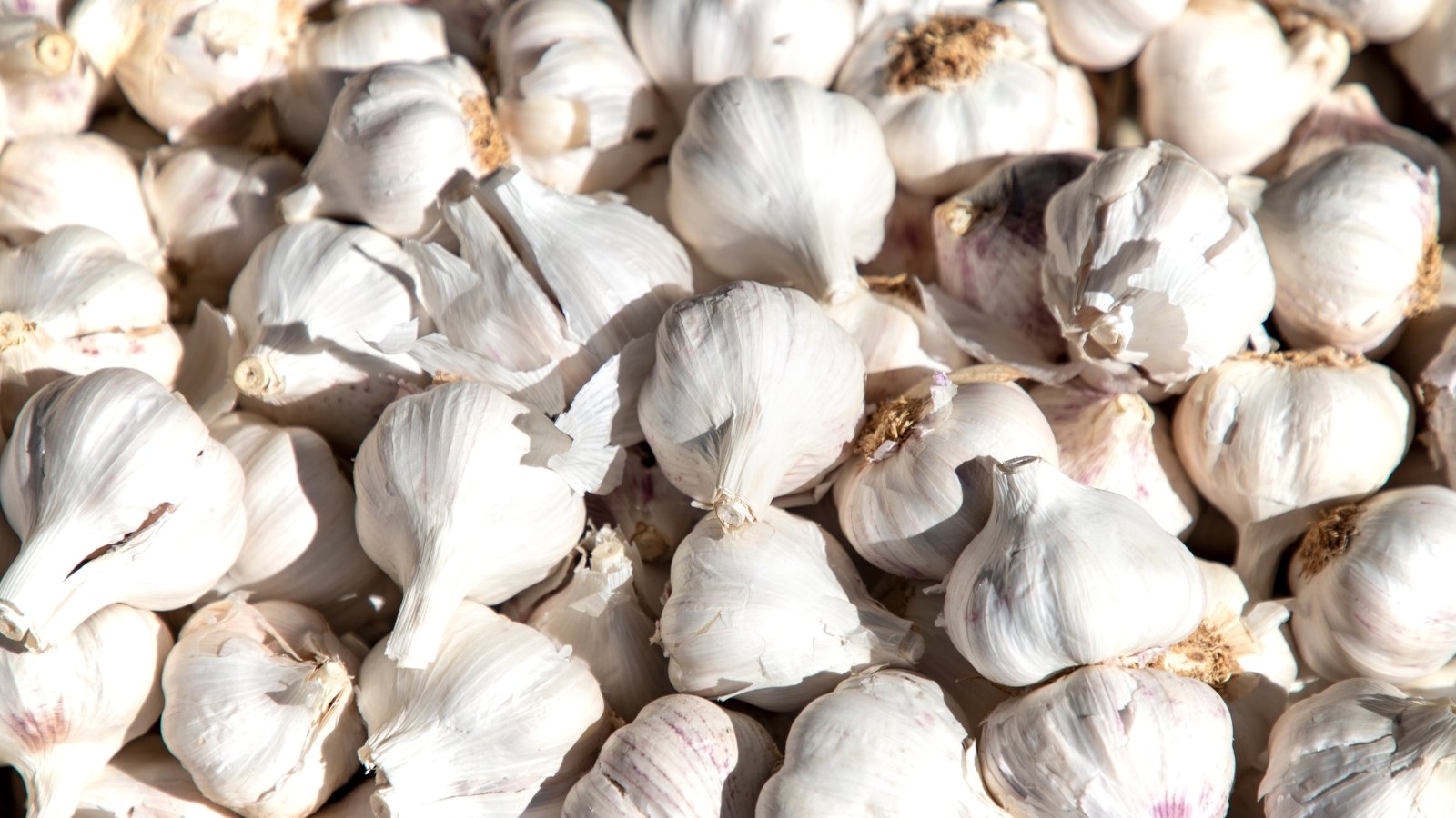 An arrangement of bulbs with papery white skin and individual segments or cloves visible, placed on a wooden surface, showcasing the vegetable’s distinct texture.