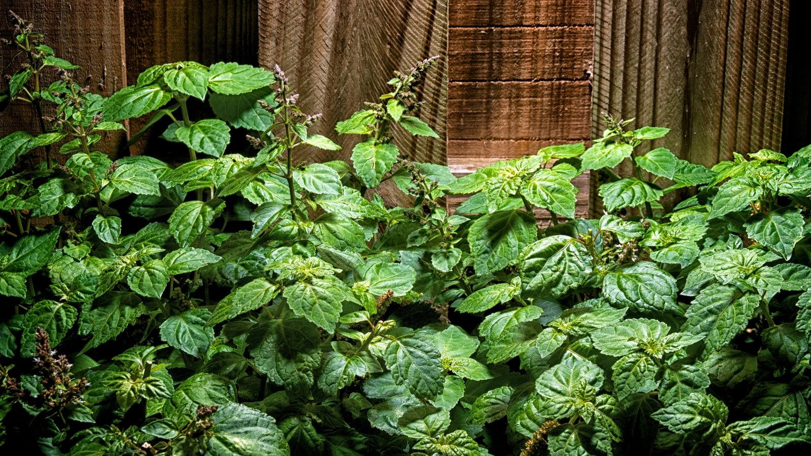 A dense cluster of large, green leaves on a plant, characterized by their broad and slightly wrinkled appearance.