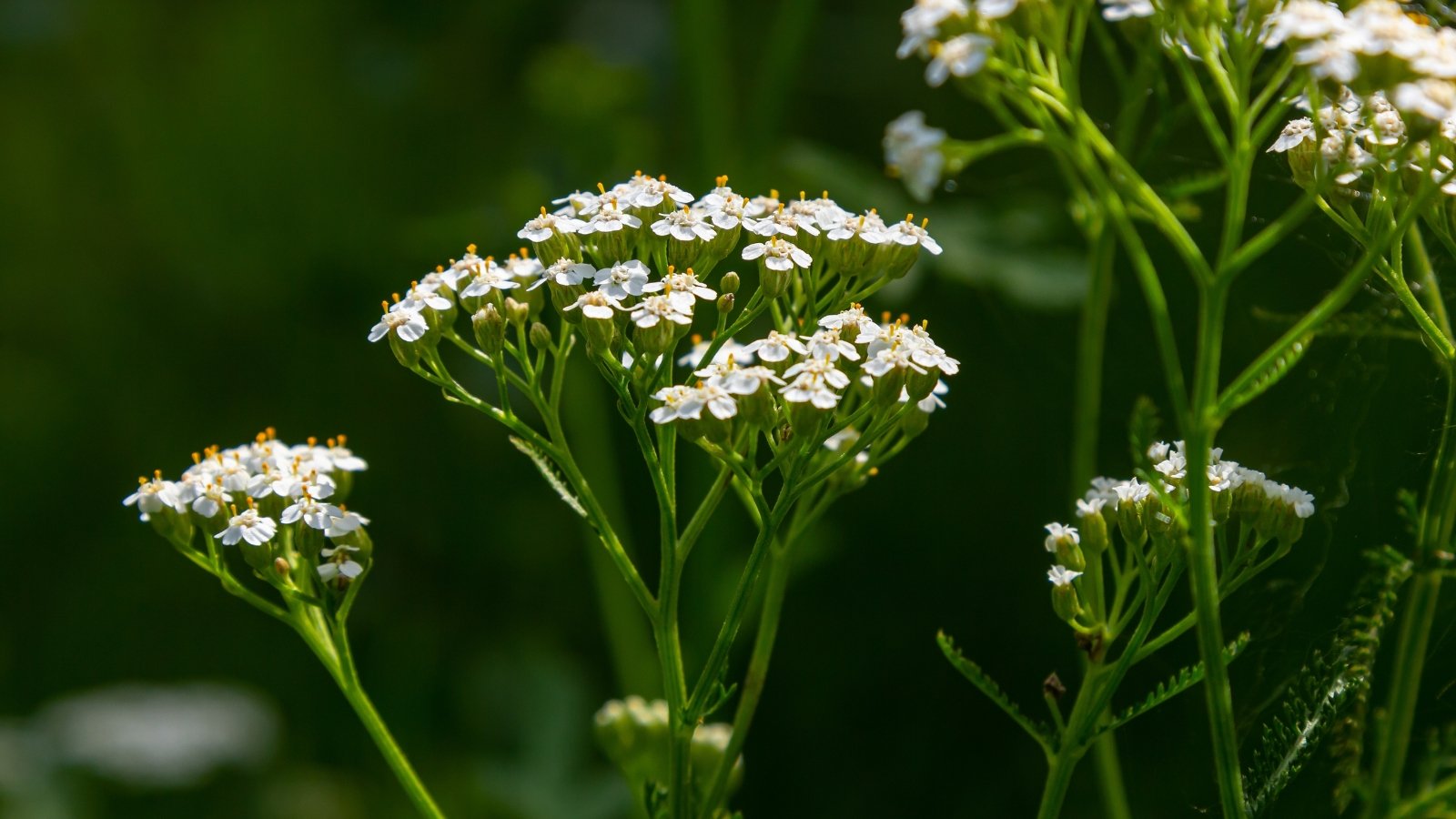 Delicate white Common Yarrow flowers form dense clusters amidst feathery green foliage.