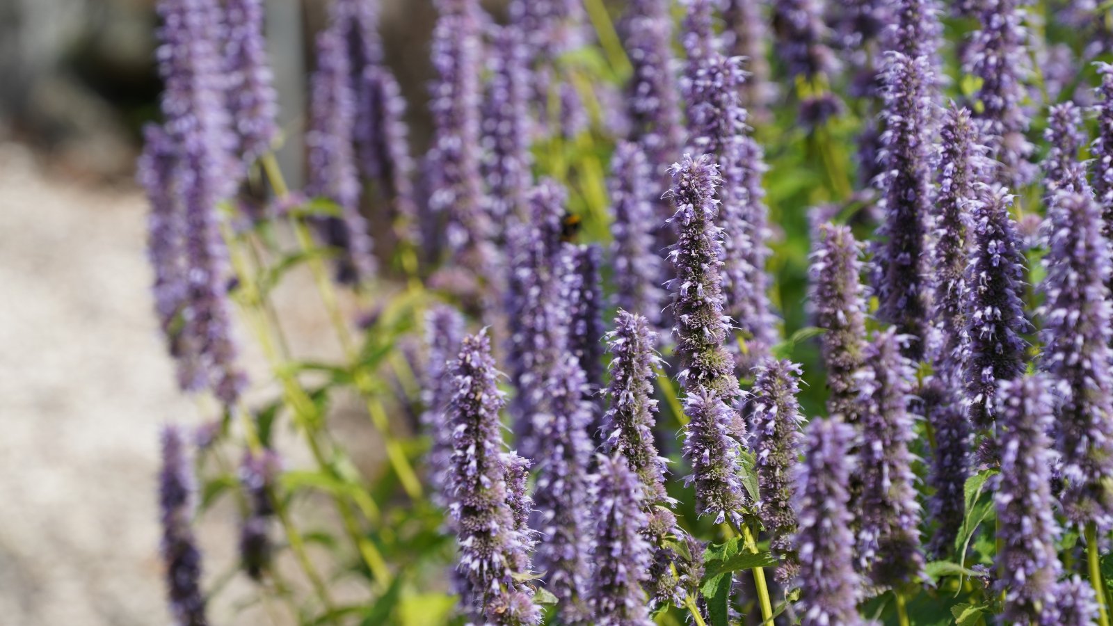 Tall spikes of purple-blue Anise Hyssop flowers rise above green, lance-shaped leaves, bathed in warm sunlight.